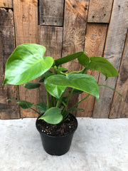 Monstera Deliciosa