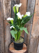 Load image into Gallery viewer, Calla Lilies
