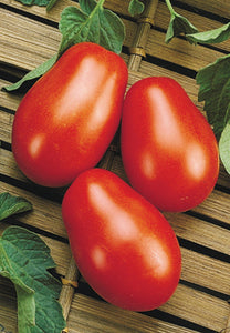 Tomato - La Roma III Red