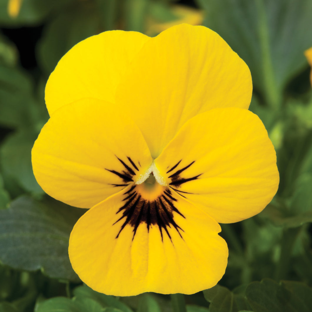 Viola - Penny Yellow Blotch