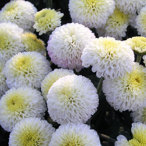 Chrysanthemum 'Baby Tears'