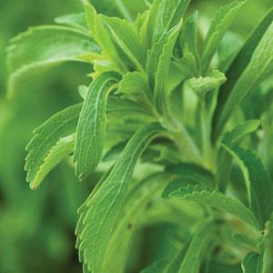 Stevia - Sweet Leaf