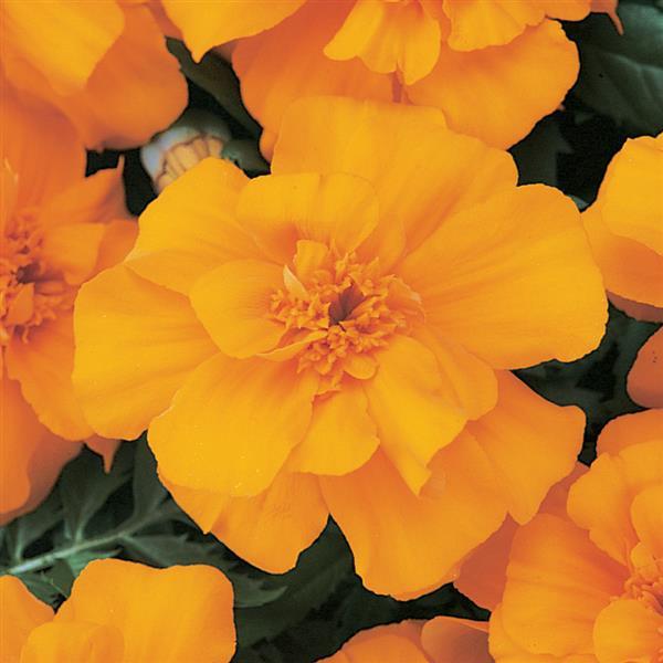 Marigold - Durango® Orange