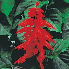 Load image into Gallery viewer, Salvia - Red Hot Sally II
