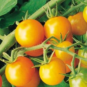 Tomato - Sungold