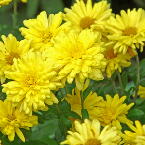 Chrysanthemum 'Morden Canary'