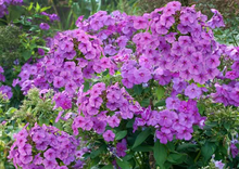 Load image into Gallery viewer, Phlox paniculata &#39;Flame Purple&#39;
