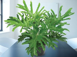 Philodendron Lickety Split