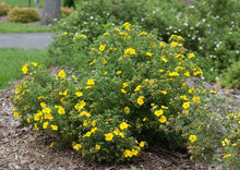 Load image into Gallery viewer, Potentilla Goldfinger
