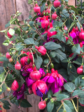Load image into Gallery viewer, Fuchsia Hanging Basket
