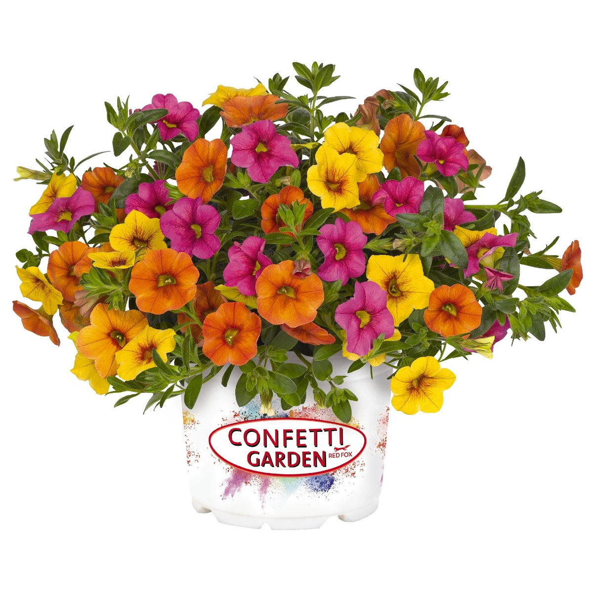 Confetti Garden Hawaiian Kalani Loweys Produce