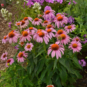 Echinacea purpurea 'Prairie Splendor'