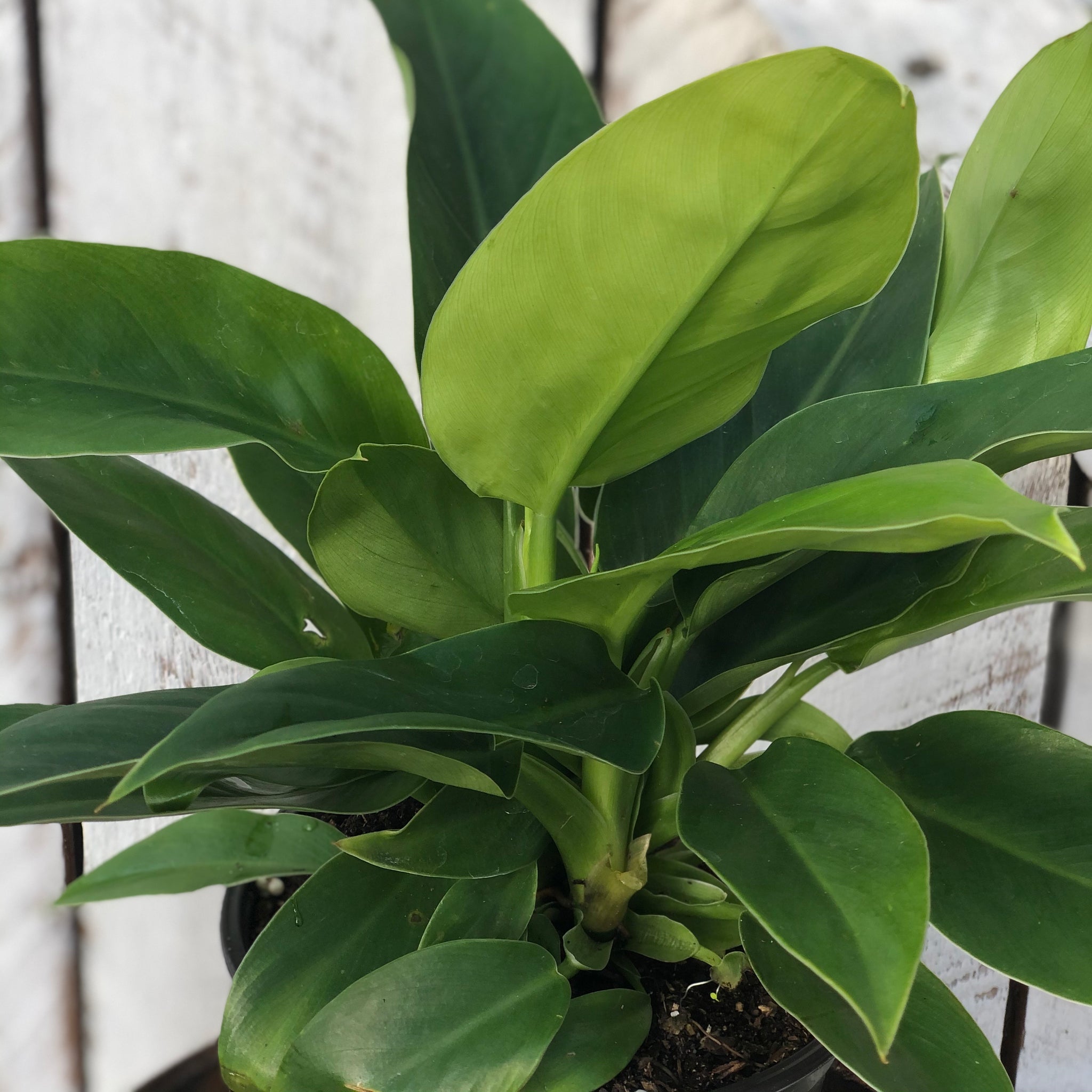 philodendron imperial green cuidados Philodendron Imperial Green – Loweys Produce
