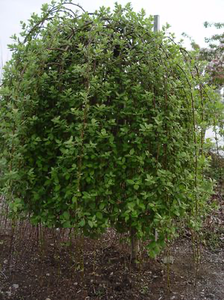 Weeping Pussy Willow