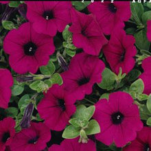 Load image into Gallery viewer, Petunia Wave® Purple Classic
