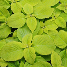 Load image into Gallery viewer, Coleus Lime Delight
