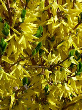 Load image into Gallery viewer, Northern Gold Forsythia
