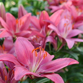 tiny pearl asiatic lilies care Lilium asiatica 'Tiny Pearl'