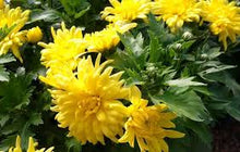 Load image into Gallery viewer, Chrysanthemum &#39;Morden Canary&#39;
