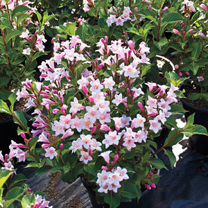 Polka Weigela