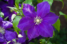 Load image into Gallery viewer, Clematis x &#39;Jackmanii&#39;
