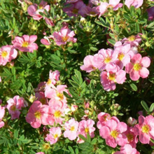 Load image into Gallery viewer, Potentilla Pink Beauty
