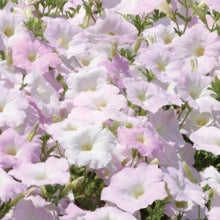 Load image into Gallery viewer, Petunia Wave® Misty Lilac

