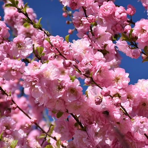Flowering Almond Standard