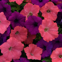 Load image into Gallery viewer, Petunia Easy Wave® Opposites Attract Mix
