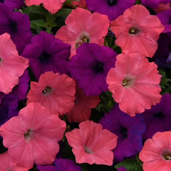 Petunia Easy Wave® Opposites Attract Mix