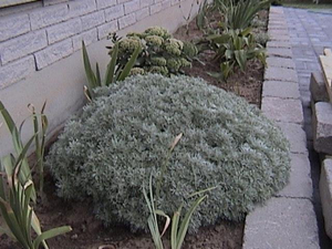 Artemisia schmidtiana 'Silvermound'
