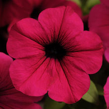 Load image into Gallery viewer, Petunia Wave® Purple
