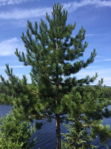 Red Pine