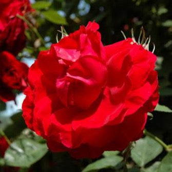 Ramblin' Red Rose