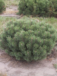 Mugo Pine