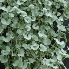 Load image into Gallery viewer, Dichondra Silver Falls
