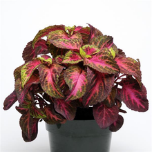 Load image into Gallery viewer, Coleus Rose to Lime Magic
