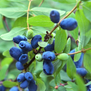Berry Blue Honeyberry