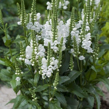 Load image into Gallery viewer, Physostegia virginiana &#39;Miss Manners&#39;
