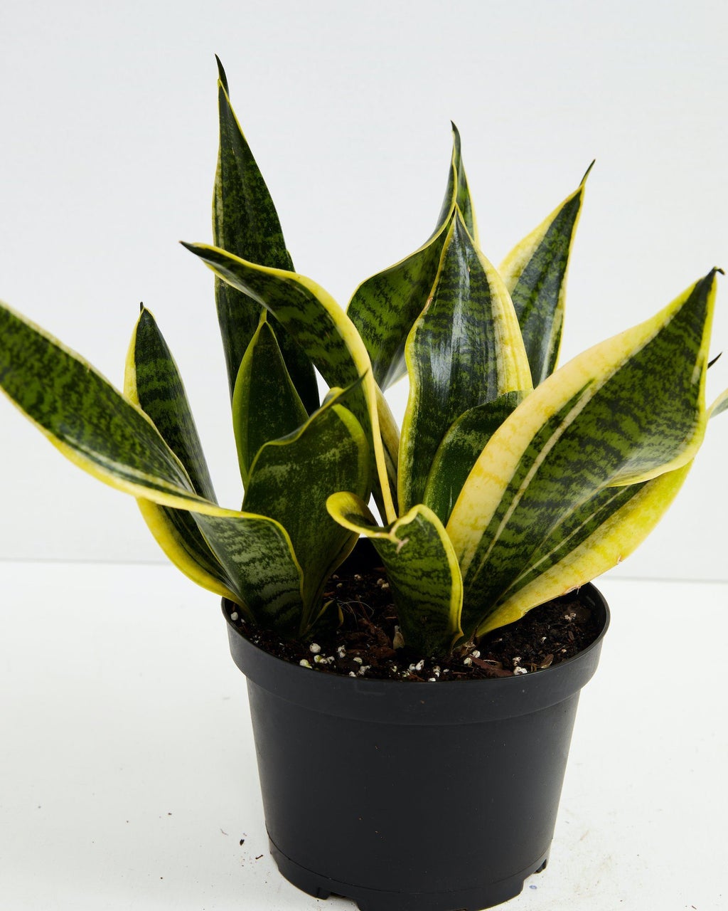sansevieria amarillenta Sansevieria Futura Superba – Loweys Produce