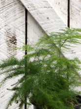Load image into Gallery viewer, Plumosa Fern
