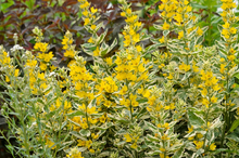Load image into Gallery viewer, Lysimachia punctata &#39;Alexander&#39;
