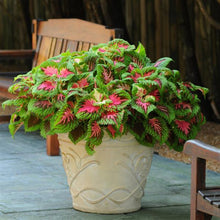 Load image into Gallery viewer, Coleus Kong® Salmon Pink
