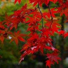 Load image into Gallery viewer, Red Maple
