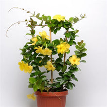 Load image into Gallery viewer, Mandevilla - Yellow
