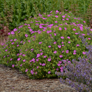 Geranium sanguineum 'New Hampshire Purple'