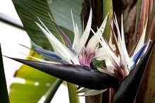 Load image into Gallery viewer, Birds of Paradise
