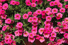 Load image into Gallery viewer, Calibrachoa Hot Pink
