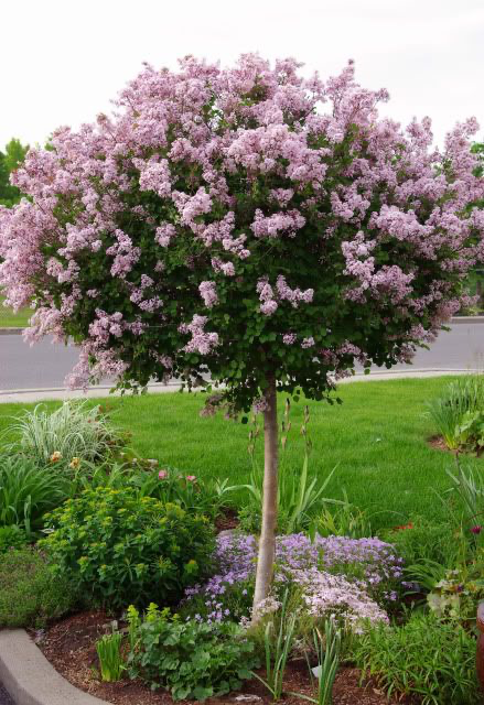 Dwarf Korean Lilacs Trees Sizes Palibin Lilac Tree (Syringa Meyeri)
