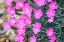 Load image into Gallery viewer, Dianthus gratianopolitanus &#39;Firewitch&#39;
